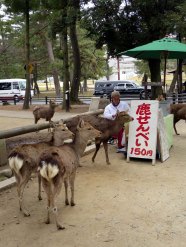 In Nara, deer are EVERYWHERE.