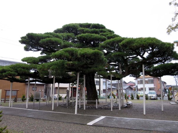 An epic and very old pine tree outside Hihomiyama Hachiman shrine.